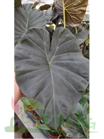 Alocasia Wentii